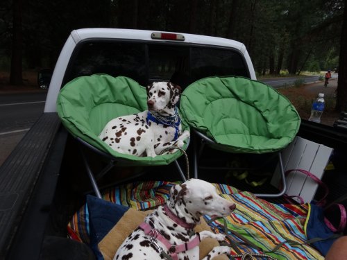 Lucky and Dixie in Yosemite