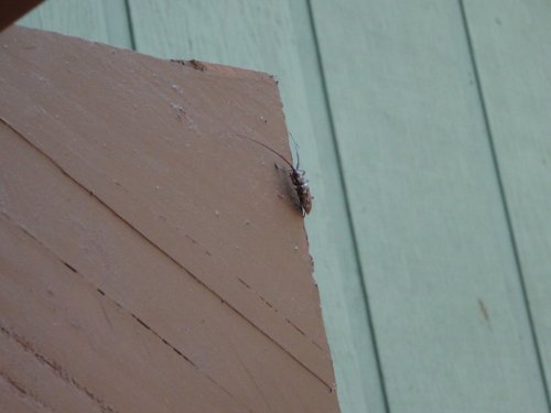 Interesting insect