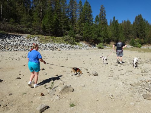 kids and dogs