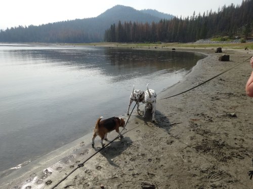 dogs by the lake