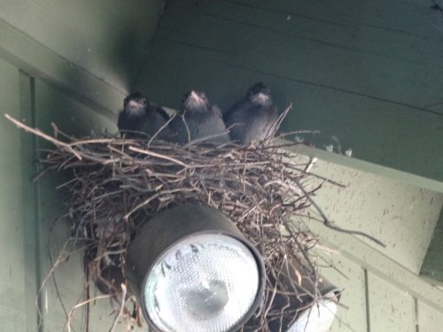 baby Blue Jays