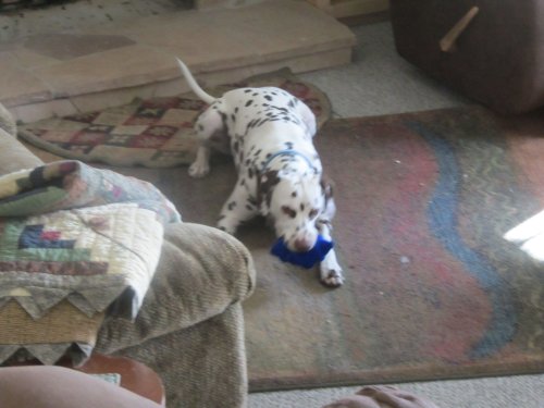 Lucky chewing on toy