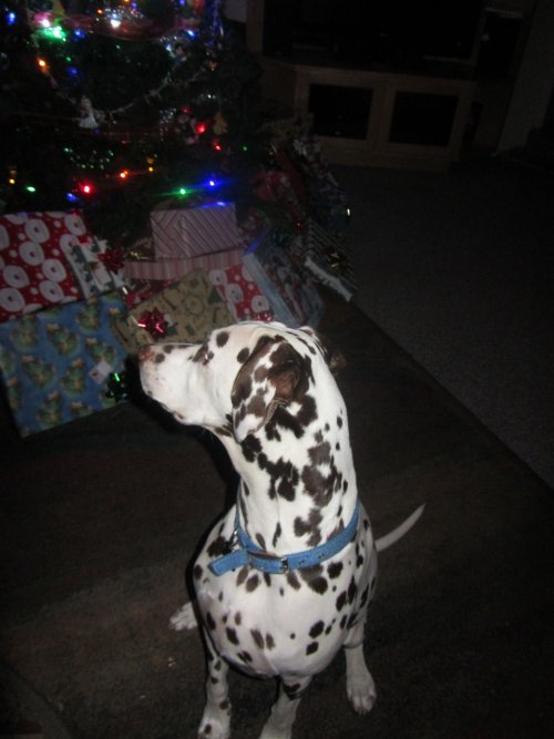 Lucky ready to open presents