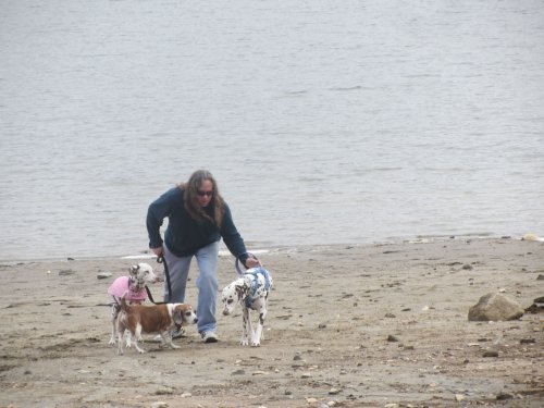 Dad and dogs on the shore