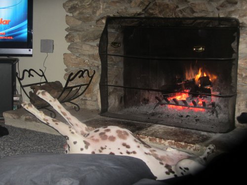 Lucky roasting by the fire