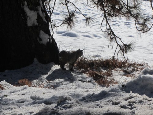 Bobcat