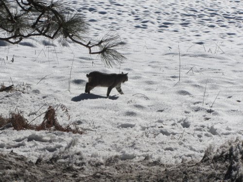 Bobcat