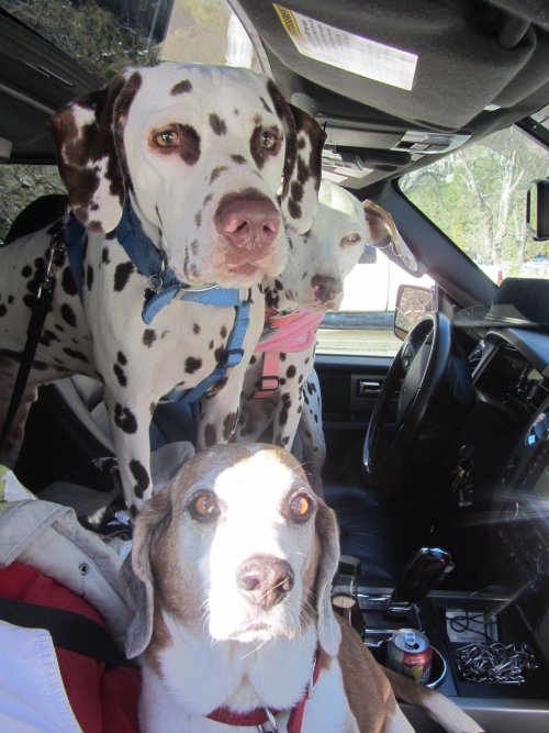 Dogs in car