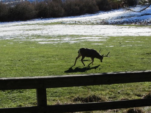 Buck at Wawona