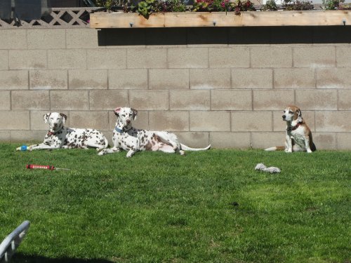Dogs relaxing