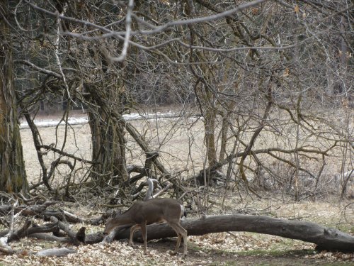 Deer in valley