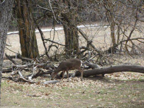 Deer in valley