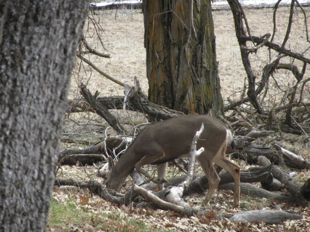 Deer in valley