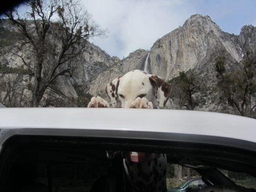 Dixie peering out the sunroof
