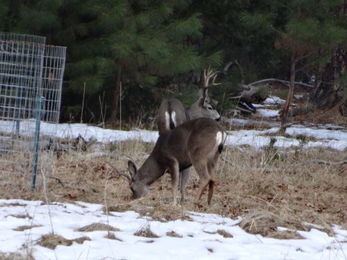 Deer in valley