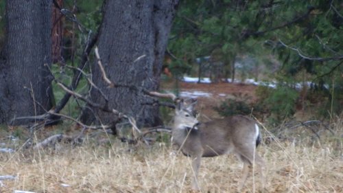 Deer in valley