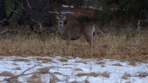 Deer in valley