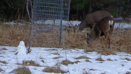 Deer in valley