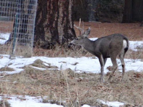 Deer in valley