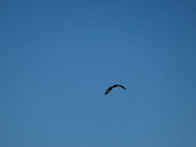 eagle