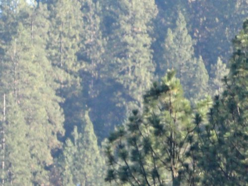 eagle in tree