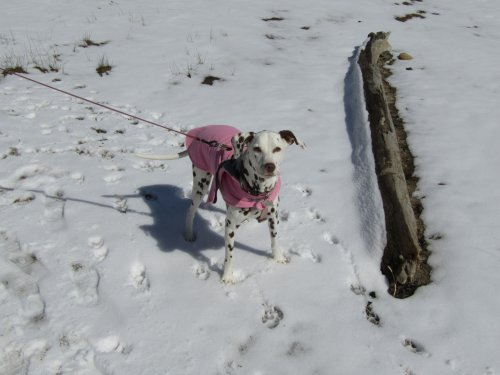 Shane skiing 