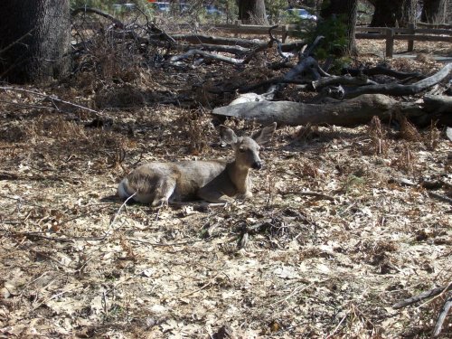 Doe relaxing 