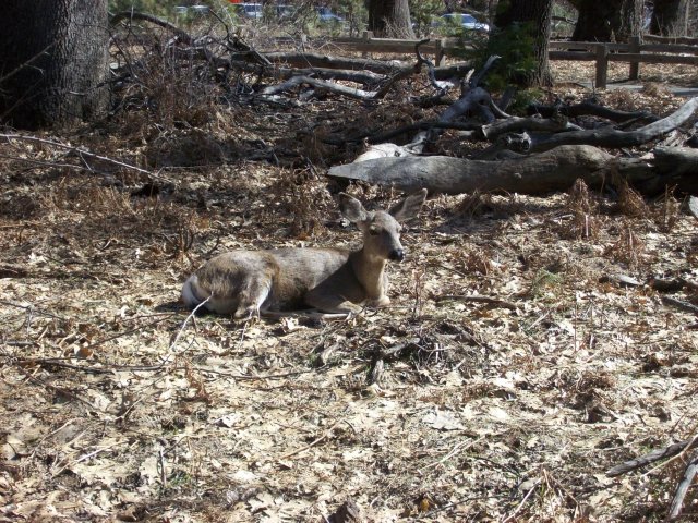 Doe relaxing 