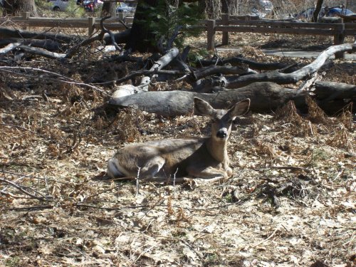 Doe relaxing 
