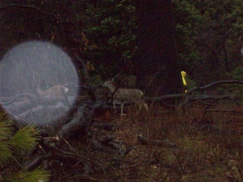 Deer in Yosemite 