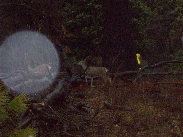 Deer in Yosemite 