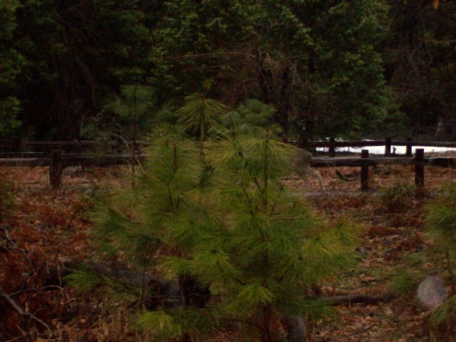 Deer in Yosemite (behind the tree) 