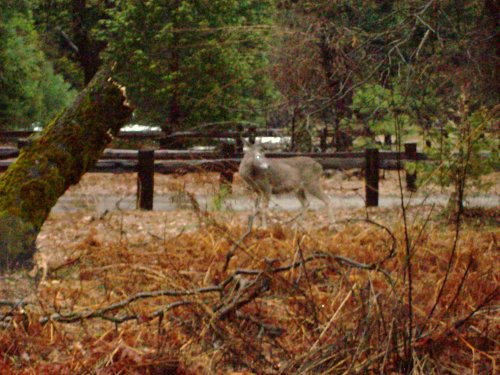 Deer in Yosemite 
