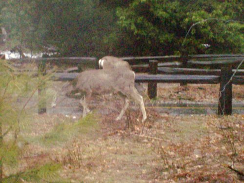 Deer in Yosemite 