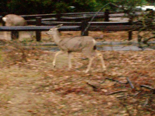 Deer in Yosemite 