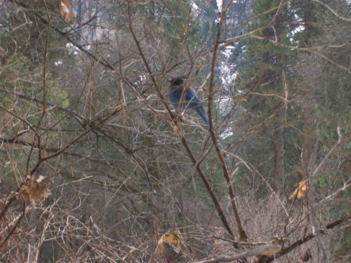 Blue Jay demanding more peanuts 