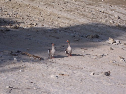 2 birds by the lake 