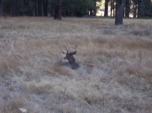 A deer relaxing in the meadow 