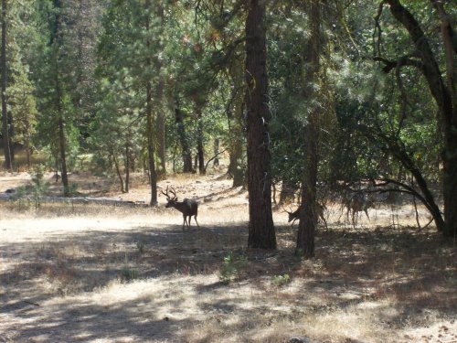 Deer in Wawona 