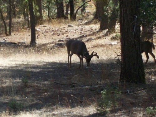 Deer in Wawona 