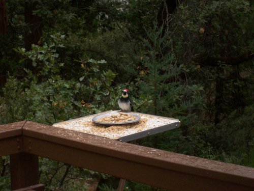 Acorn woodpecker on bird feeder 