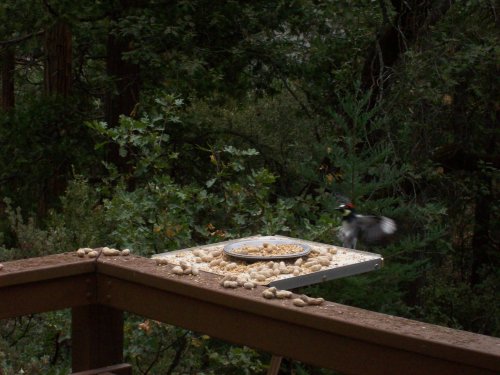 Acorn woodpecker landing on bird feeder 