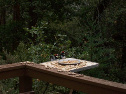 Acorn woodpeckers on bird feeder 