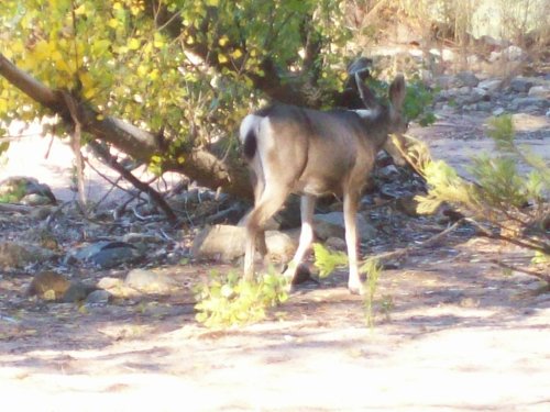 Deer in cove by dam at Bass Lake 