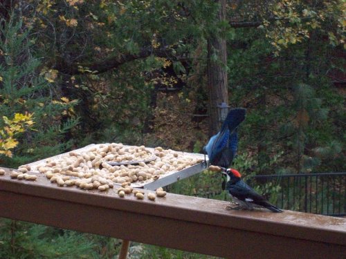 Woodpecker guarding feeder from Stellar Jays 