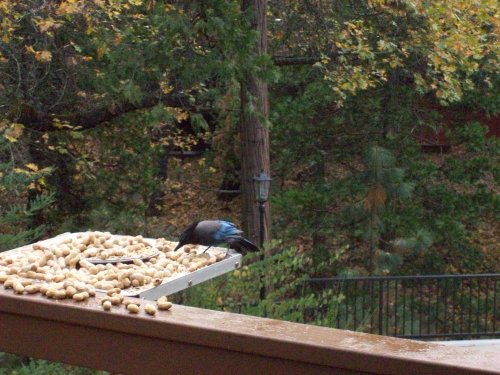 Blue Jay eating 