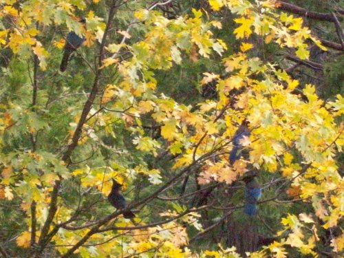 Flock of Blue Jays in tree 