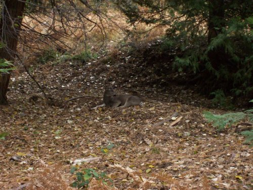 buck on the trail to Yosemite falls 