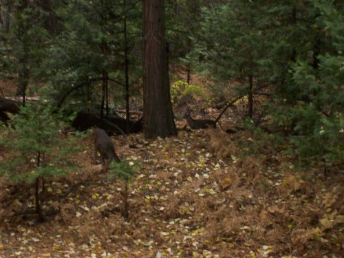 Doe on trail to Yosemite falls 