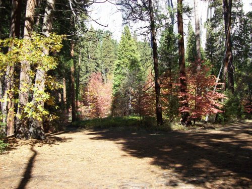 Fall colors in the valley 